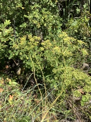 Heteromorpha involucrata