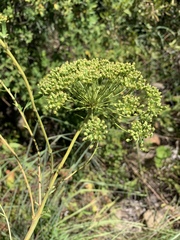 Heteromorpha involucrata