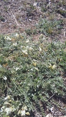 Astragalus rupifragus