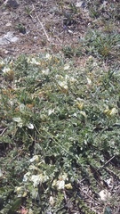 Astragalus rupifragus