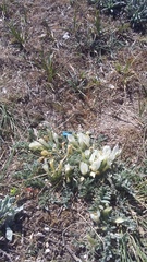 Astragalus rupifragus