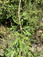 Heteromorpha involucrata