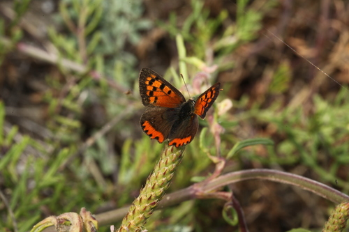 Small Copper