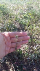Arabis recta
