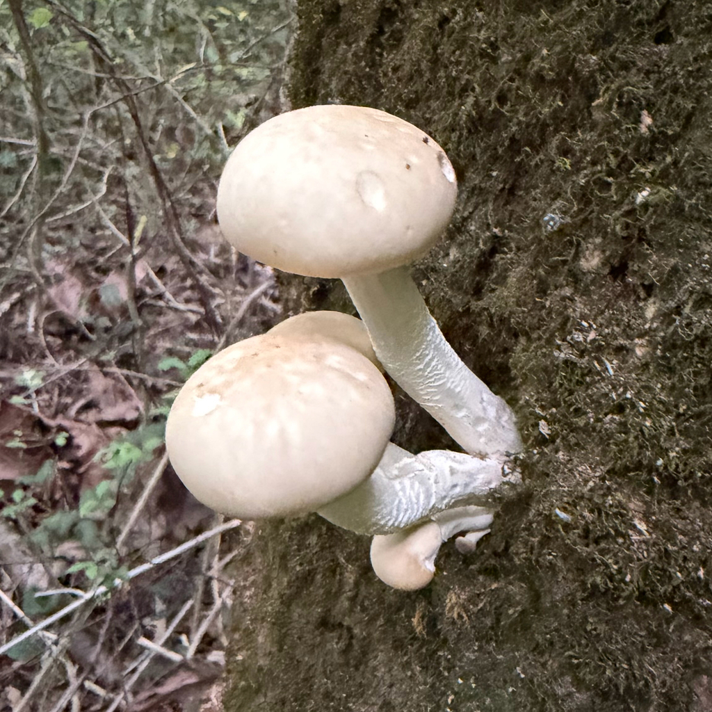 Poplar Fieldcap