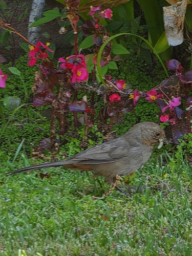 カリフォルニアトウヒチョウ