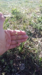 Arabis recta
