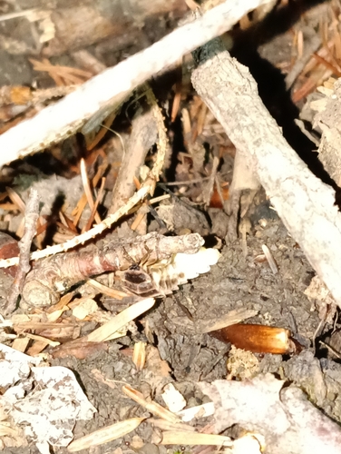 European Glow-worm