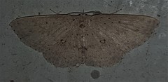 Cyclophora turneri