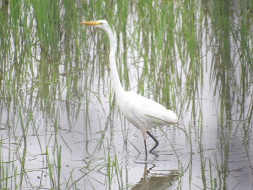 iNaturalist image