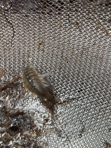 Saduria entomon