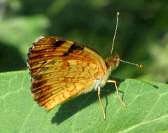 Phyciodes cocyta selenis