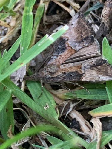 Green Cloverworm Moth