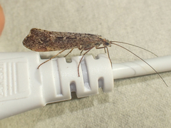 Glyphopsyche irrorata