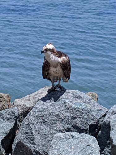iNaturalist image