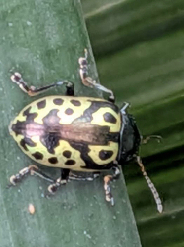 Calligrapha signatipennis