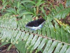 Lexias dirtea merguia