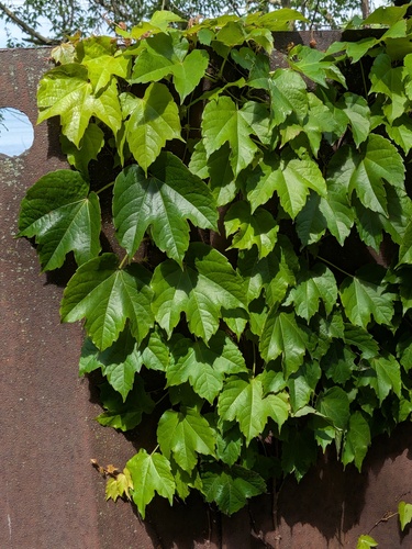 Japanese creeper