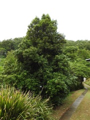 Backhousia citriodora
