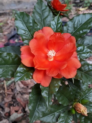 Leuenbergeria bleo