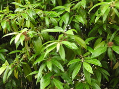 Backhousia citriodora