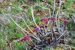 Lomatium columbianum