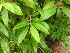 Backhousia citriodora