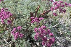 Lomatium columbianum