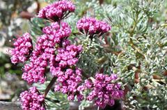 Lomatium columbianum