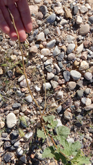 Sphaeralcea incana