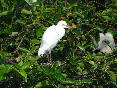 iNaturalist: (c) vleid001, some rights reserved (CC BY-NC) iNaturalist image