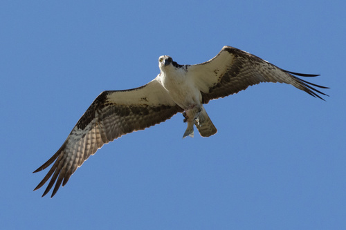 iNaturalist: (c) Christian Reynolds, some rights reserved (CC BY-NC), uploaded by Christian Reynolds iNaturalist image