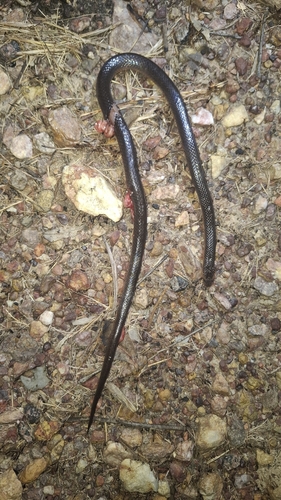 Northern Small-eyed Snake