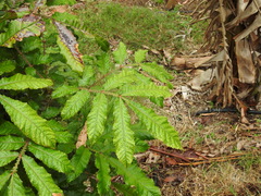 Davidsonia jerseyana