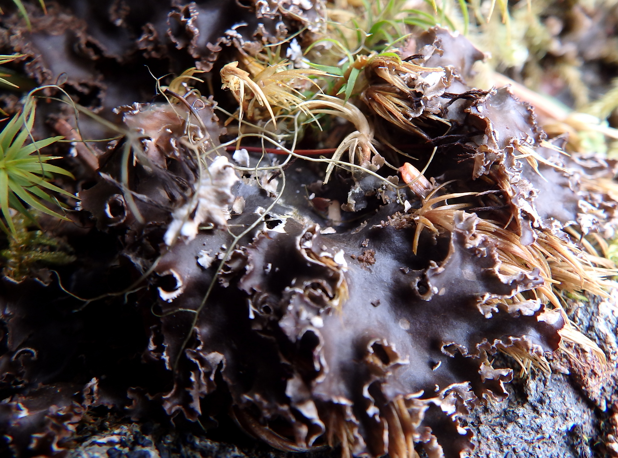 Peltigera image