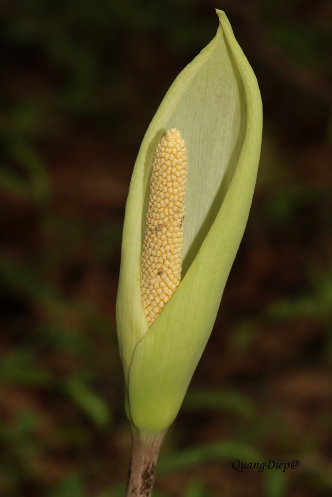 Amorphophallus coudercii (Amorphophallus coudercii)
