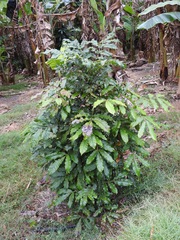 Davidsonia jerseyana