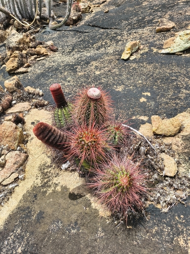 Melocactus ernestii