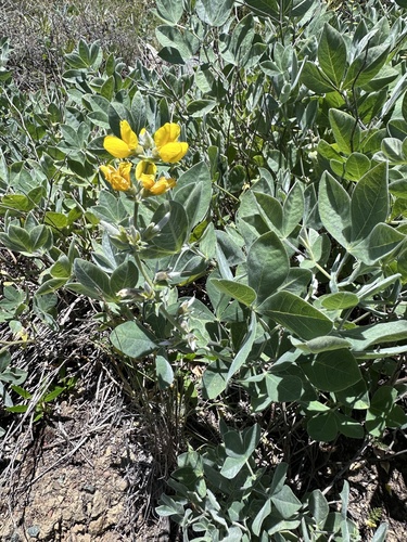 Thermopsis californica, photograph 3