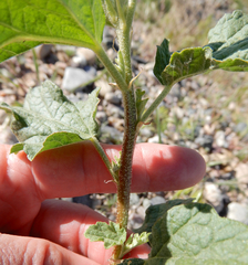 Sphaeralcea incana