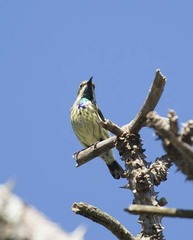 Cinnyris bifasciatus microrhynchus