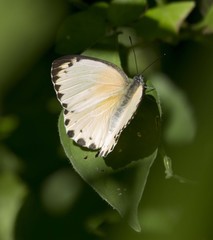 Belenois thysa thysa