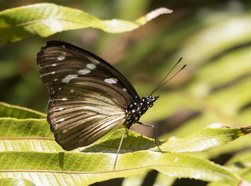 Variable Diadem
