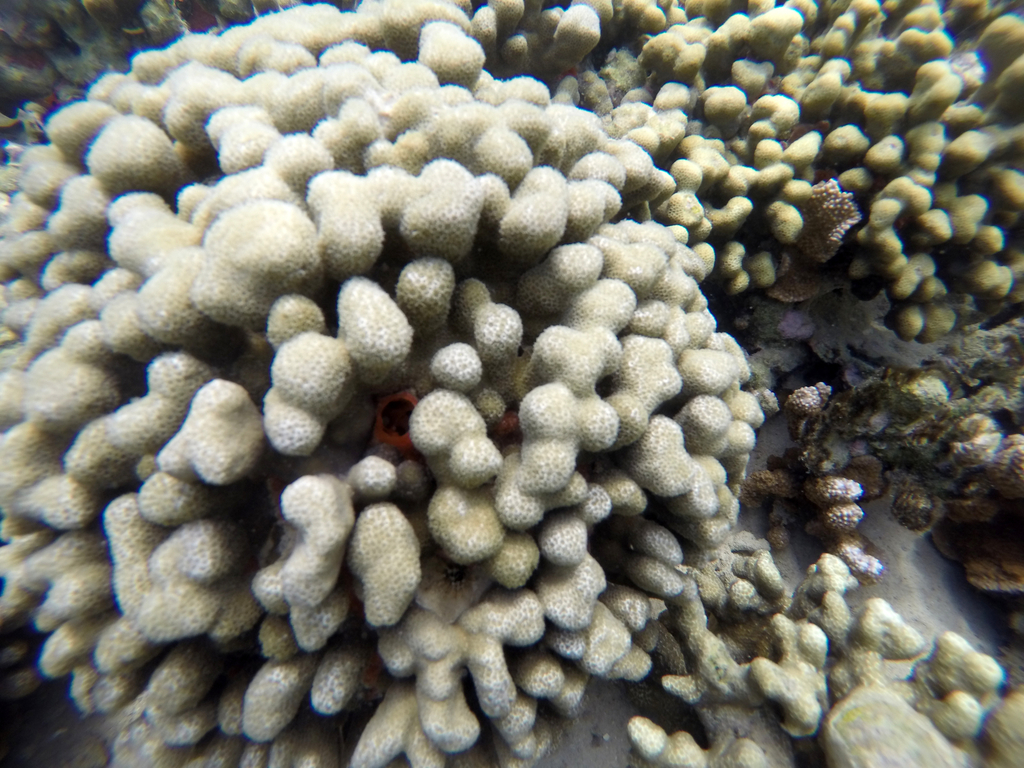 Porites compressa