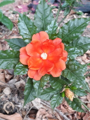 Leuenbergeria bleo