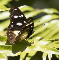 Hypolimnas anthedon wahlbergi