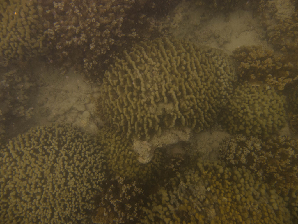 hump coral