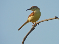 Prinia erythroptera