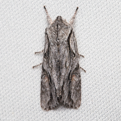 Egira crucialis