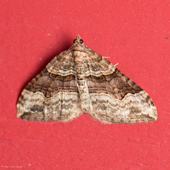 Xanthorhoe defensaria